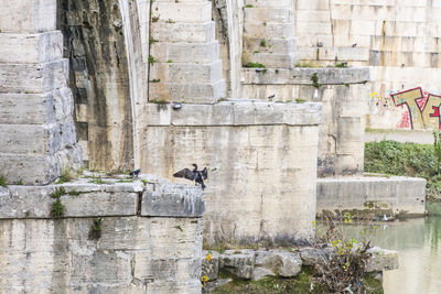 View of birds on wall