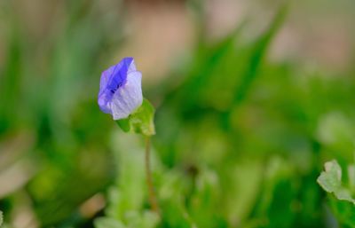 Close-up of purple flowering plant