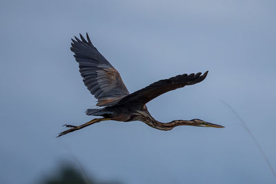 Low angle view of bird flying in sky