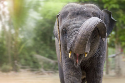 Close-up of elephant