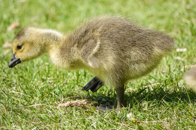 Side view of a bird on field