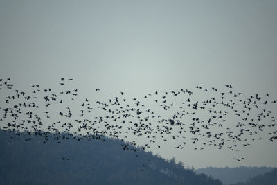 Low angle view of birds flying in sky