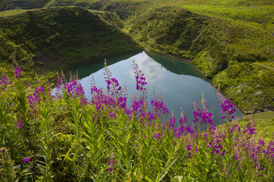 Scenic view of lake amidst flowering plants