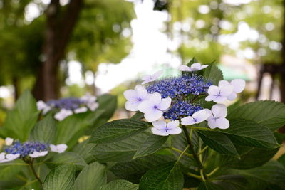 Close-up of purple flowering plant