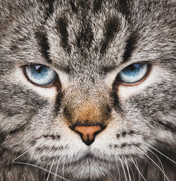 Close-up portrait of a cat