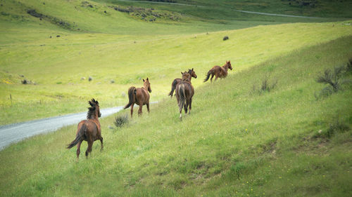 Horses in a field