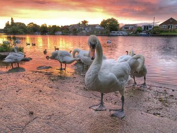 Ducks in a lake