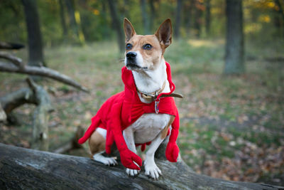 Close-up of dog