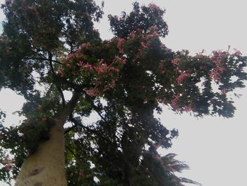 Low angle view of flower tree against sky
