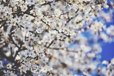 Close-up of white cherry blossom tree