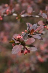 Close-up of pink cherry blossom