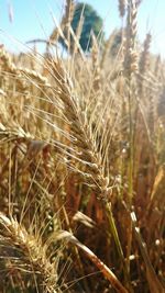 Close-up of wheat field