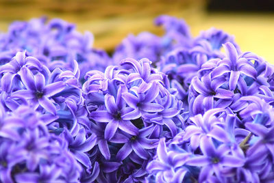 Close-up of hyacinth flowers blooming outdoors