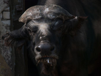 Close-up portrait of cow