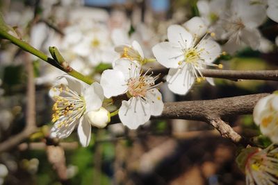 Close-up of white flowers on branch