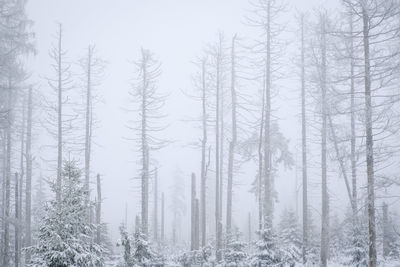 Snow covered trees in forest during winter