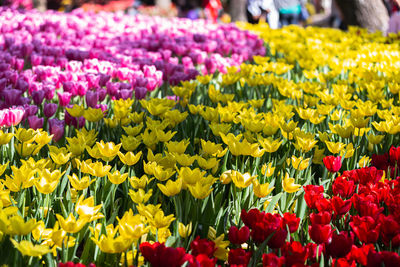 Close-up of yellow tulips