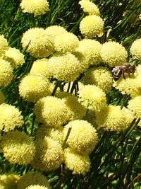 Close-up of white flowers