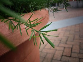 Close-up of potted plant