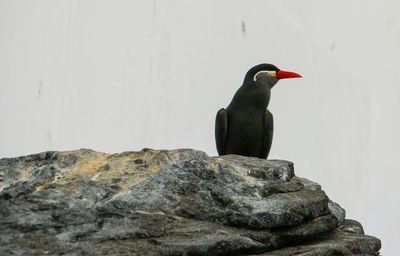 Bird perching on rock