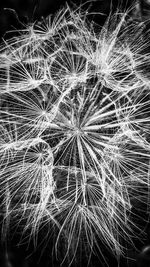 Close-up of dandelion at night