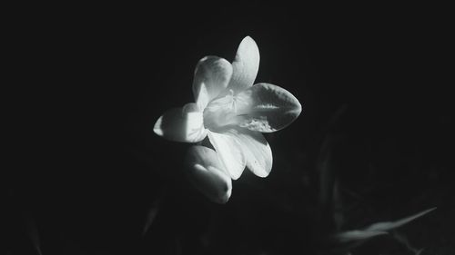 Close-up of white flower