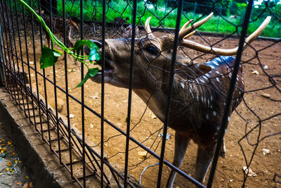 Horse standing in zoo