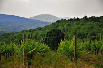 Scenic view of vineyard against the sky