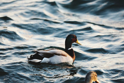 Duck swimming in lake