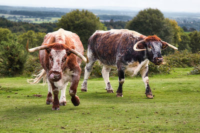 Horses standing in a field
