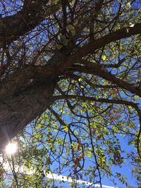 Low angle view of tree against sky