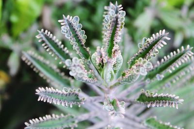 Close-up of plant