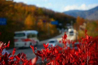 Close-up of red flowers