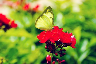 Close-up of red flower
