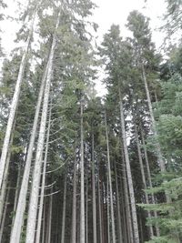 Low angle view of trees in forest against sky