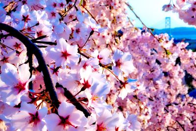 Low angle view of cherry blossoms on tree