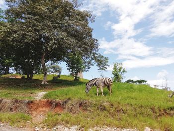 View of horse on field against trees