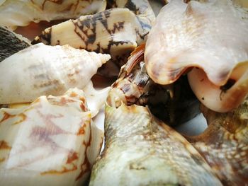 Close-up of food