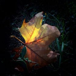 Close-up of yellow maple leaf against black background