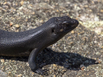 Kings skink. 30cm or so long and quite friendly if you have food