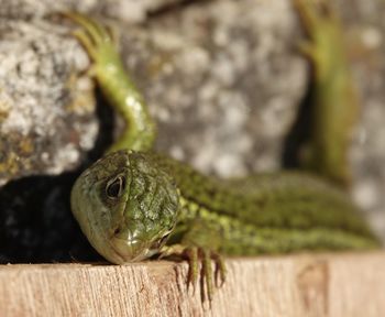 Close-up of frog on wood