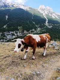 Cows in a field