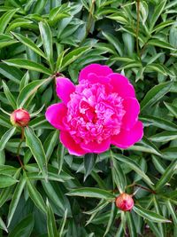 Close-up of pink flowers