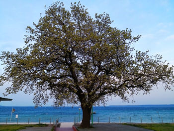 Tree by sea against sky