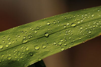 Close-up of water drops on leaf