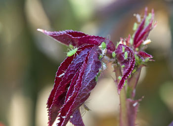 Close-up of pink flowering plant