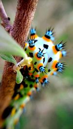 Close-up of caterpillar on plant