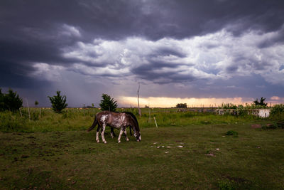 Beautiful horses of brown and white colors in the field. race animals.