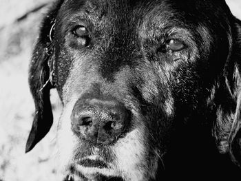 Close-up portrait of dog