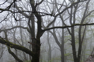 Low angle view of bare trees in forest